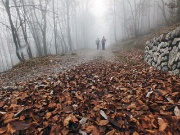 89 tappeto di foglie